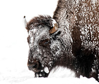 Yellowstone Wildlife in Winter