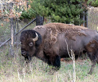 Wildlife  Yellowstone and Tetons May 2026