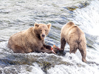 Alaska Grizzlies