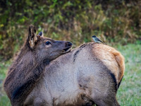 Wildlife